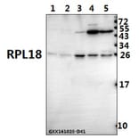 Anti-RPL18 (H151) Antibody from Bioworld Technology (BS3788) - Antibodies.com