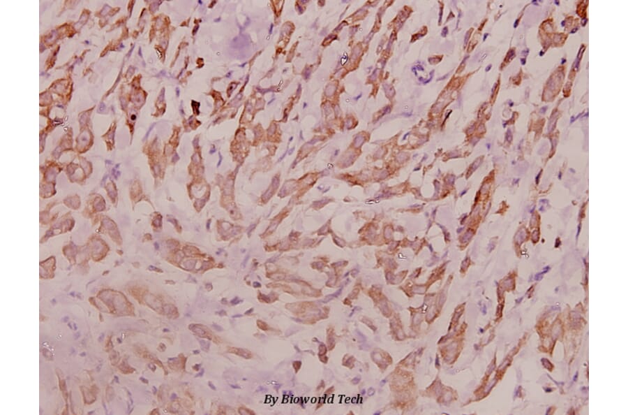 Anti-RPL18 (H151) Antibody from Bioworld Technology (BS3788) - Antibodies.com
