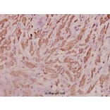 Anti-RPL18 (H151) Antibody from Bioworld Technology (BS3788) - Antibodies.com