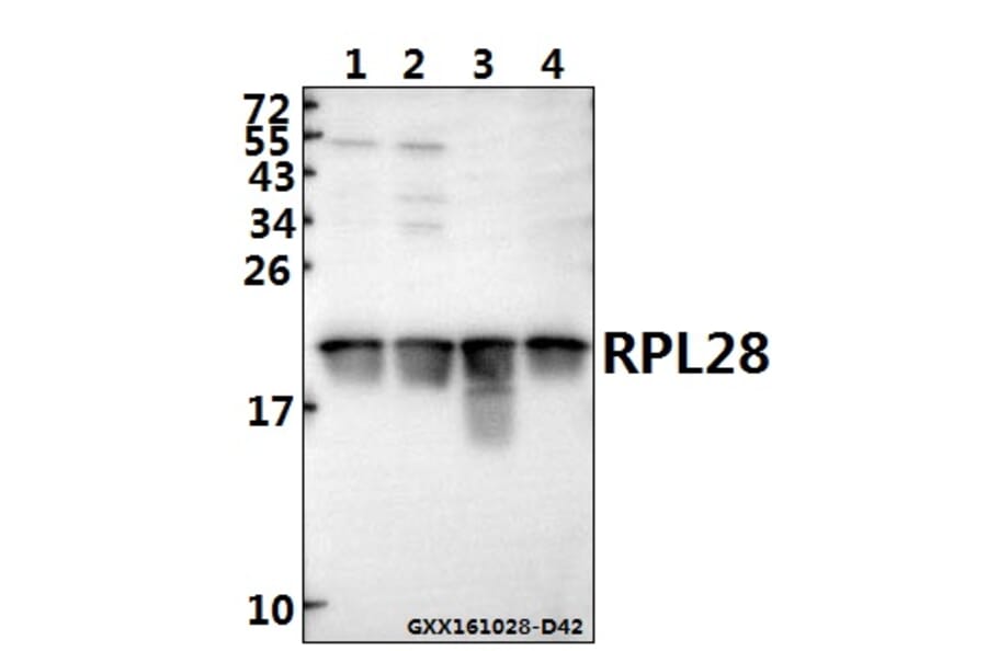 Anti-RPL28 (Y77) Antibody from Bioworld Technology (BS3790) - Antibodies.com