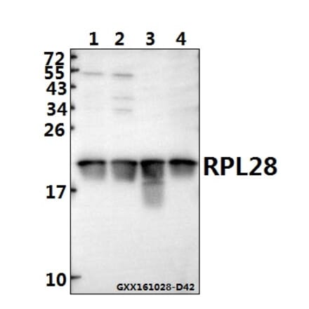 Anti-RPL28 (Y77) Antibody from Bioworld Technology (BS3790) - Antibodies.com