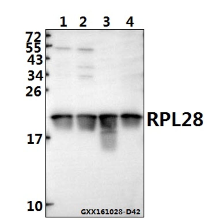 Anti-RPL28 (Y77) Antibody from Bioworld Technology (BS3790) - Antibodies.com