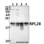 Anti-RPL28 (Y77) Antibody from Bioworld Technology (BS3790) - Antibodies.com