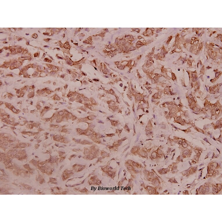 Anti-RPL28 (Y77) Antibody from Bioworld Technology (BS3790) - Antibodies.com