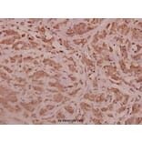 Anti-RPL28 (Y77) Antibody from Bioworld Technology (BS3790) - Antibodies.com