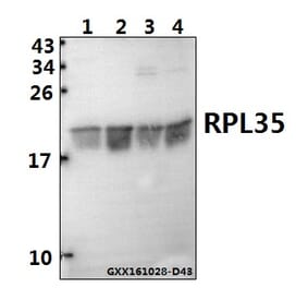 Anti-RPL35 (M91) Antibody from Bioworld Technology (BS3793) - Antibodies.com