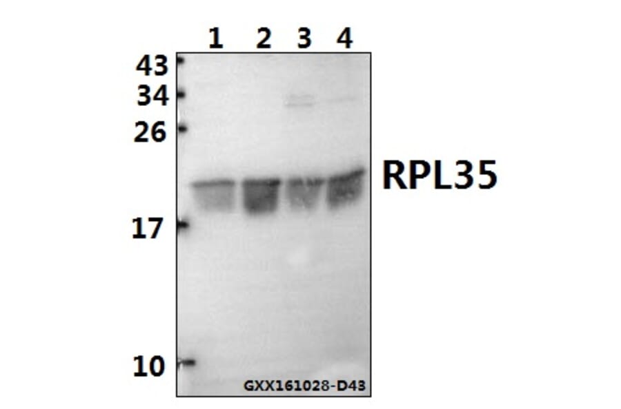 Anti-RPL35 (M91) Antibody from Bioworld Technology (BS3793) - Antibodies.com