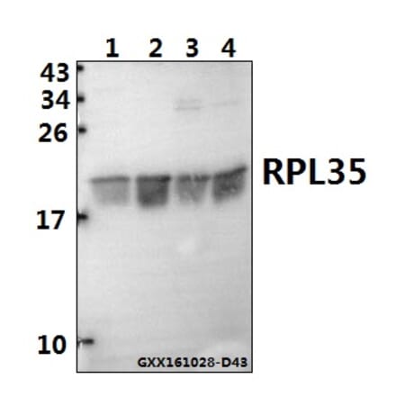 Anti-RPL35 (M91) Antibody from Bioworld Technology (BS3793) - Antibodies.com