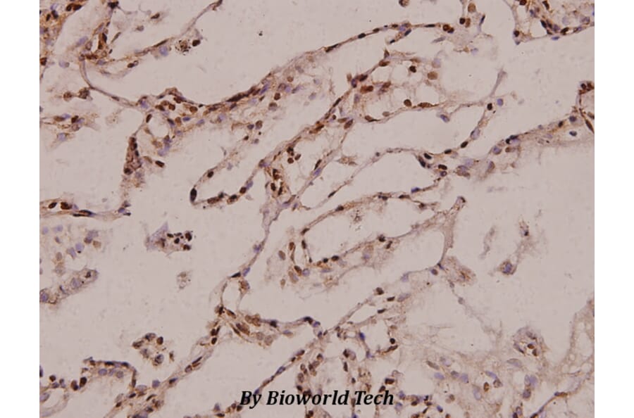 Anti-RPL35 (M91) Antibody from Bioworld Technology (BS3793) - Antibodies.com
