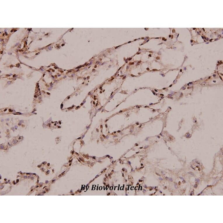 Anti-RPL35 (M91) Antibody from Bioworld Technology (BS3793) - Antibodies.com