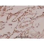 Anti-RPL35 (M91) Antibody from Bioworld Technology (BS3793) - Antibodies.com