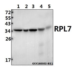 Anti-RPL7 (N248) Antibody from Bioworld Technology (BS3794) - Antibodies.com