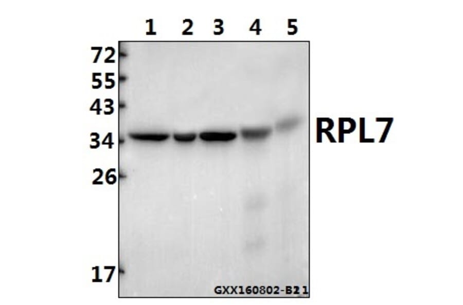 Anti-RPL7 (N248) Antibody from Bioworld Technology (BS3794) - Antibodies.com
