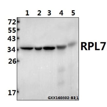 Anti-RPL7 (N248) Antibody from Bioworld Technology (BS3794) - Antibodies.com