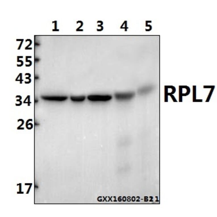 Anti-RPL7 (N248) Antibody from Bioworld Technology (BS3794) - Antibodies.com