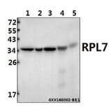 Anti-RPL7 (N248) Antibody from Bioworld Technology (BS3794) - Antibodies.com