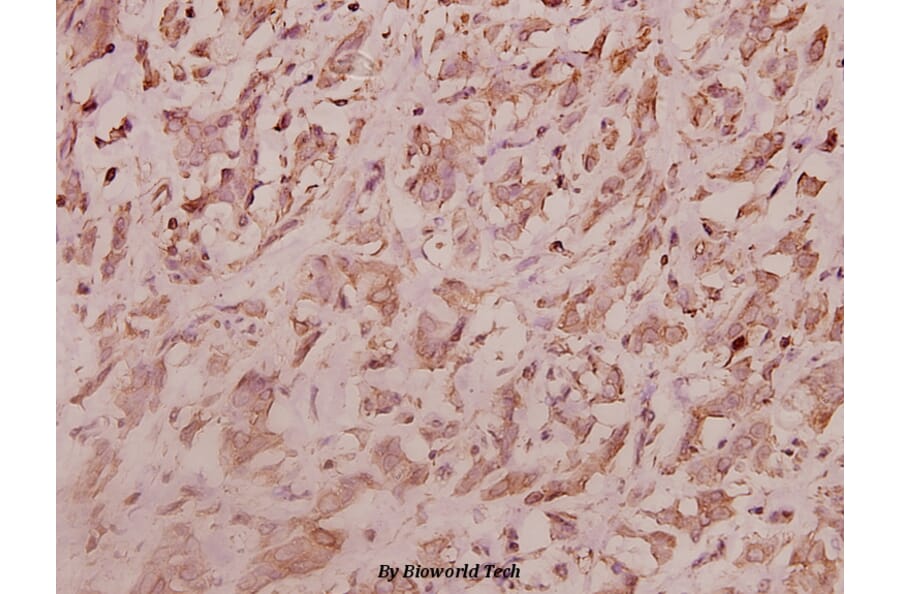 Anti-RPL7 (N248) Antibody from Bioworld Technology (BS3794) - Antibodies.com