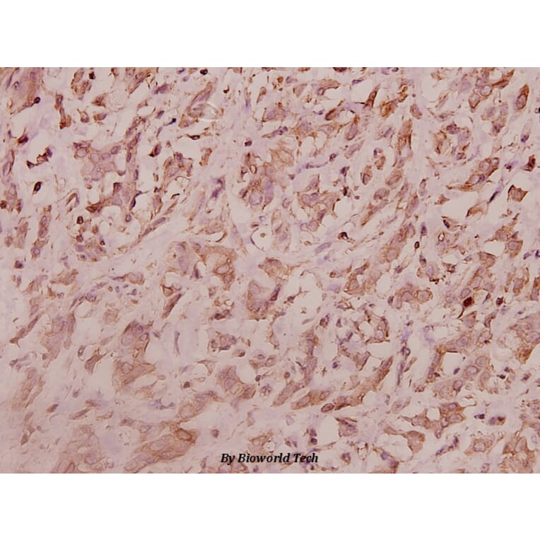 Anti-RPL7 (N248) Antibody from Bioworld Technology (BS3794) - Antibodies.com
