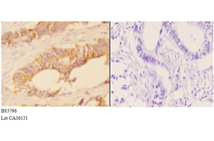 Anti-ACAT1 (K266) Antibody from Bioworld Technology (BS3796) - Antibodies.com
