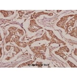Anti-SLC25A6 (R155) Antibody from Bioworld Technology (BS3799) - Antibodies.com