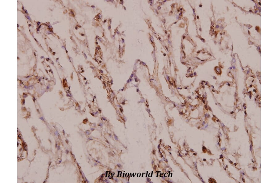 Anti-X11γ (R401) Antibody from Bioworld Technology (BS3806) - Antibodies.com