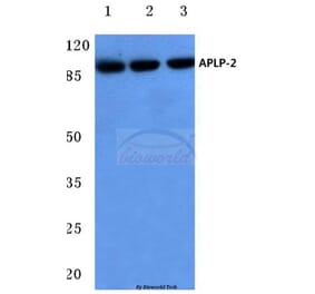 Anti-APLP-2 (Y274) Antibody from Bioworld Technology (BS3808) - Antibodies.com