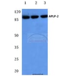 Anti-APLP-2 (Y274) Antibody from Bioworld Technology (BS3808) - Antibodies.com