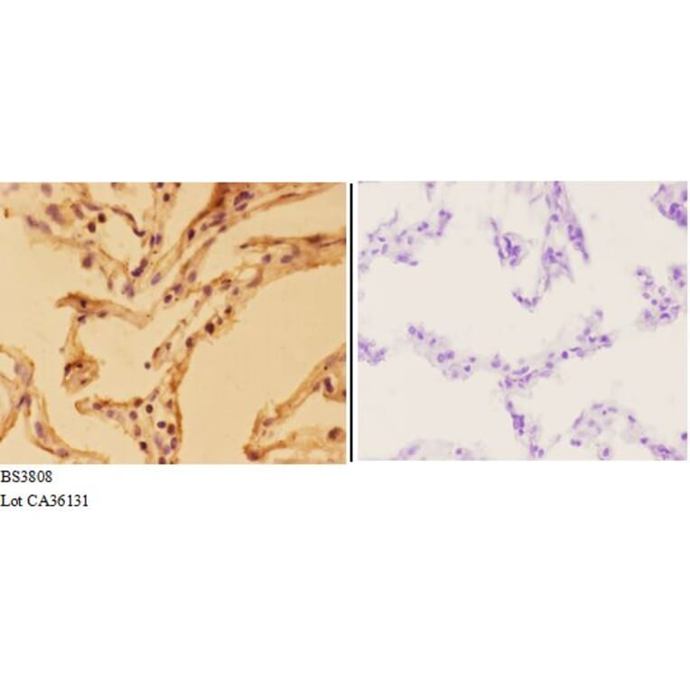 Anti-APLP-2 (Y274) Antibody from Bioworld Technology (BS3808) - Antibodies.com