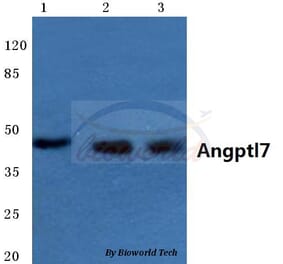Anti-Angptl7 (P346) Antibody from Bioworld Technology (BS3809) - Antibodies.com