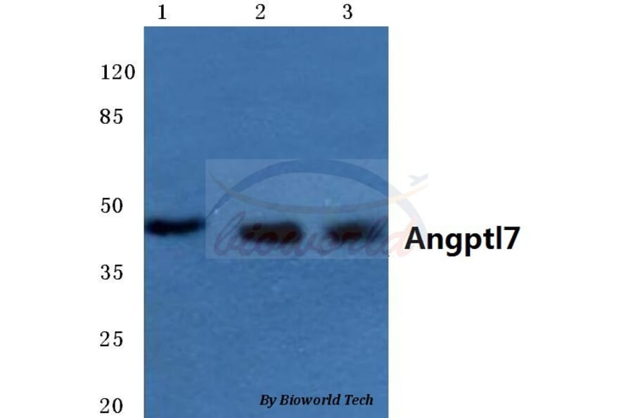 Anti-Angptl7 (P346) Antibody from Bioworld Technology (BS3809) - Antibodies.com