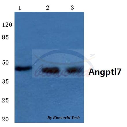 Anti-Angptl7 (P346) Antibody from Bioworld Technology (BS3809) - Antibodies.com