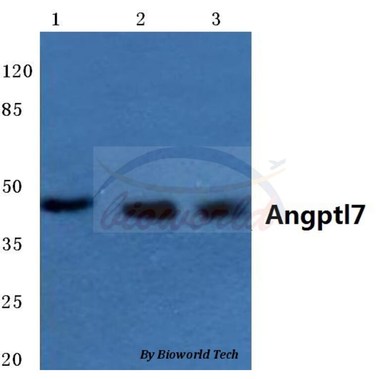 Anti-Angptl7 (P346) Antibody from Bioworld Technology (BS3809) - Antibodies.com