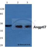 Anti-Angptl7 (P346) Antibody from Bioworld Technology (BS3809) - Antibodies.com