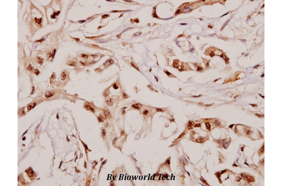 Anti-Angptl7 (P346) Antibody from Bioworld Technology (BS3809) - Antibodies.com
