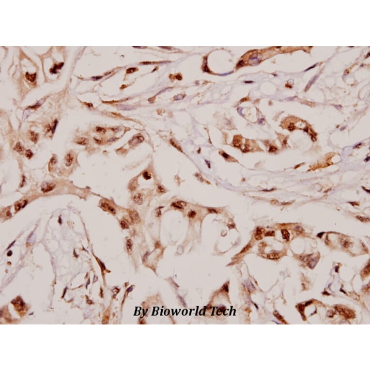 Anti-Angptl7 (P346) Antibody from Bioworld Technology (BS3809) - Antibodies.com