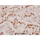 Anti-Angptl7 (P346) Antibody from Bioworld Technology (BS3809) - Antibodies.com
