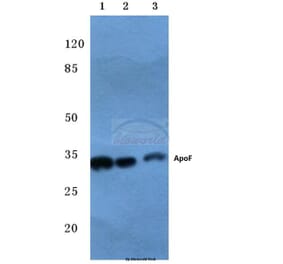 Anti-ApoF (E258) Antibody from Bioworld Technology (BS3810) - Antibodies.com
