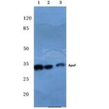 Anti-ApoF (E258) Antibody from Bioworld Technology (BS3810) - Antibodies.com