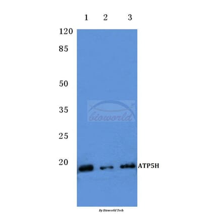 Anti-ATP5H (D146) Antibody from Bioworld Technology (BS3812) - Antibodies.com
