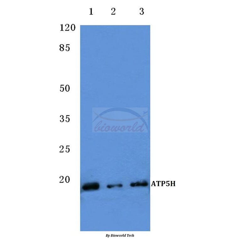 Anti-ATP5H (D146) Antibody from Bioworld Technology (BS3812) - Antibodies.com