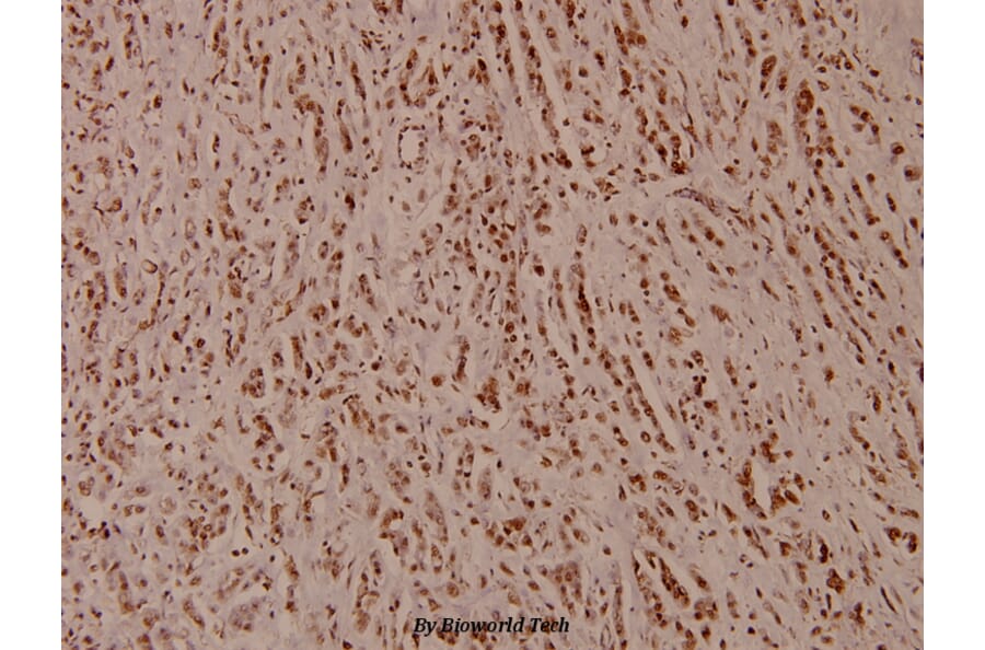 Anti-ATP5H (D146) Antibody from Bioworld Technology (BS3812) - Antibodies.com