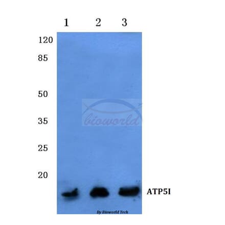 Anti-ATP5I (K69) Antibody from Bioworld Technology (BS3813) - Antibodies.com