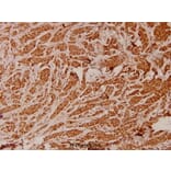 Anti-ATP5I (K69) Antibody from Bioworld Technology (BS3813) - Antibodies.com