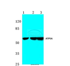 Anti-ATP5A (K239) Antibody from Bioworld Technology (BS3814) - Antibodies.com
