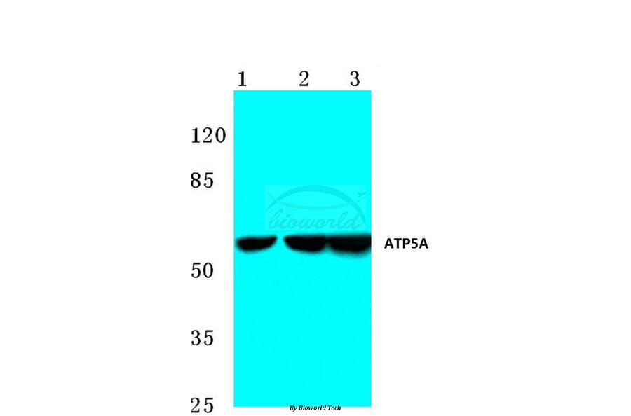 Anti-ATP5A (K239) Antibody from Bioworld Technology (BS3814) - Antibodies.com