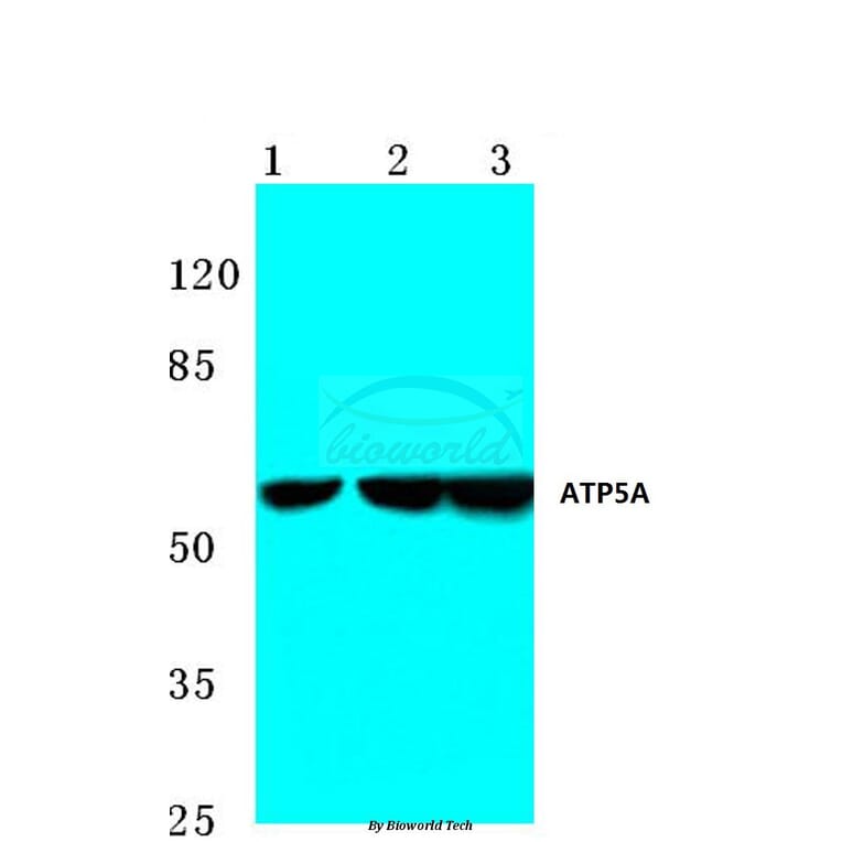 Anti-ATP5A (K239) Antibody from Bioworld Technology (BS3814) - Antibodies.com