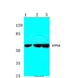 Anti-ATP5A (K239) Antibody from Bioworld Technology (BS3814) - Antibodies.com
