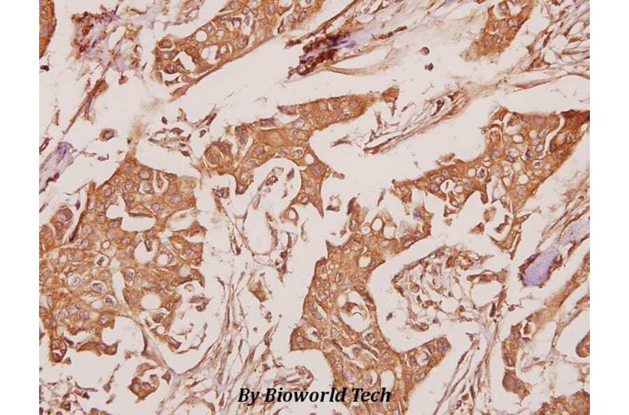 Anti-ATP5A (K239) Antibody from Bioworld Technology (BS3814) - Antibodies.com
