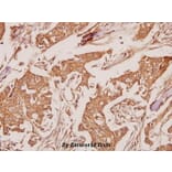 Anti-ATP5A (K239) Antibody from Bioworld Technology (BS3814) - Antibodies.com