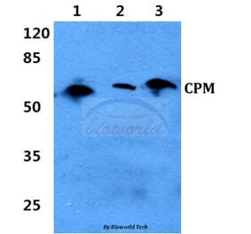 Anti-CPM (L113) Antibody from Bioworld Technology (BS3827) - Antibodies.com